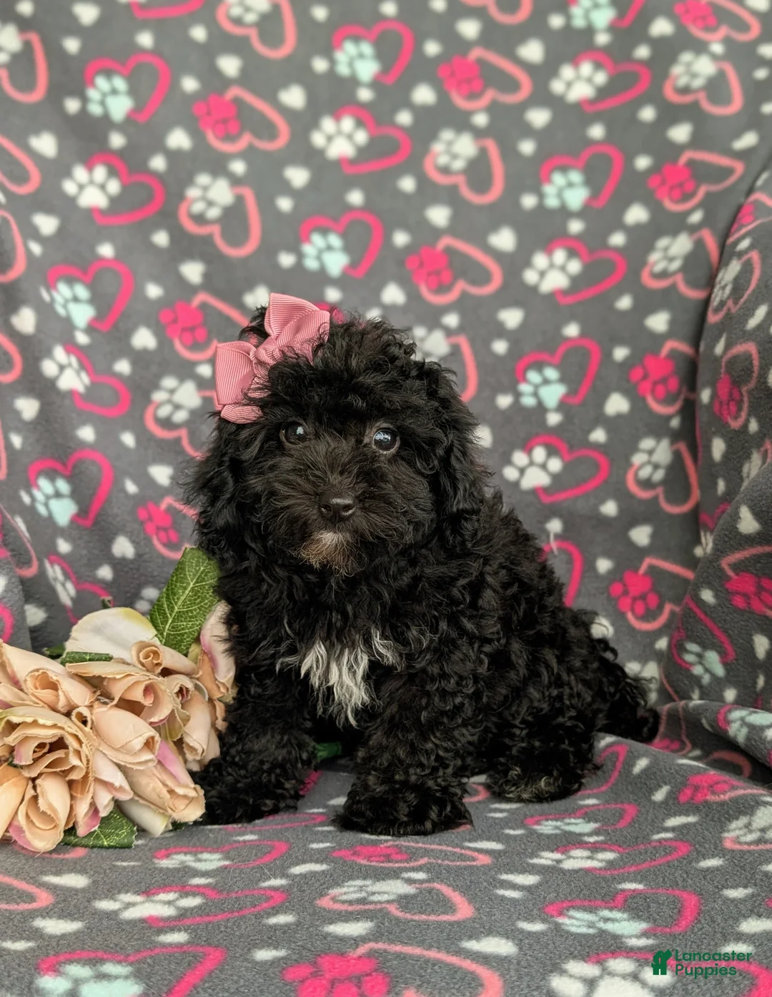 Cavapoo dogs for sale: Amanda 7 lbs Full Grown - Ad 1