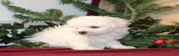 Bichon Frise dogs for sale: Dolly - Ad 3