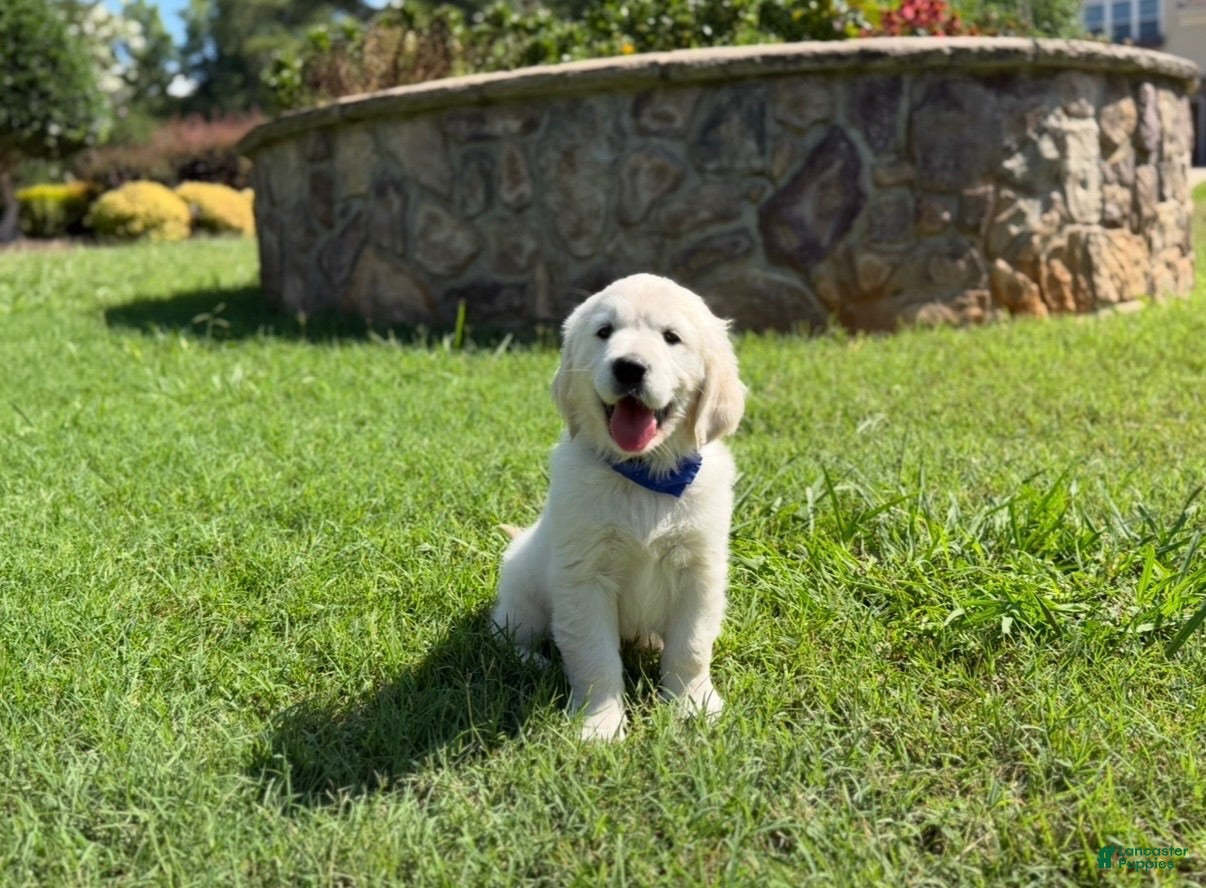 Golden Retriever dogs Golden Retriever 3 - Ad 2