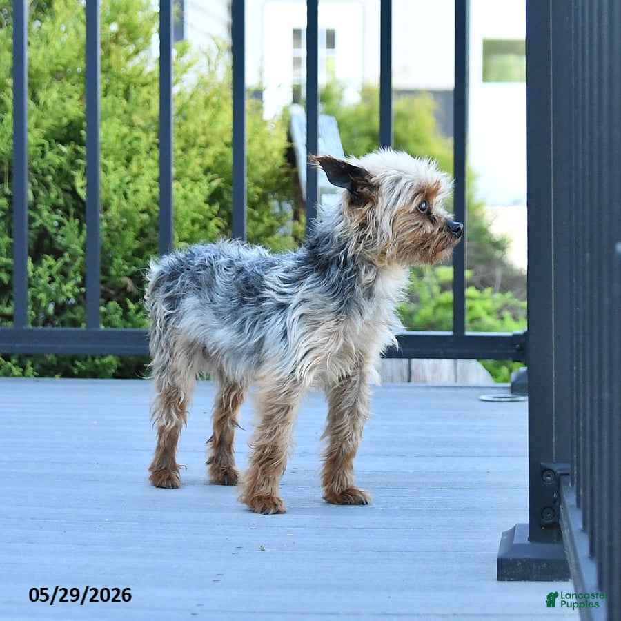 Yorkshire Terrier dogs Teddy - Ad 1