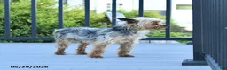 Yorkshire Terrier dogs for sale: Teddy - Ad 1