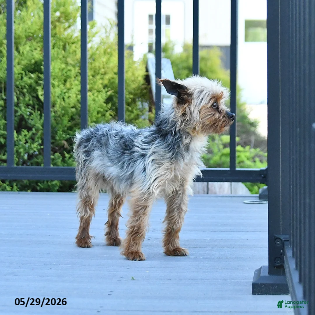 Yorkshire Terrier dogs for sale: Teddy - Ad 1