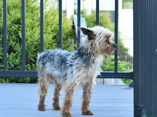Yorkshire Terrier dogs for sale: Teddy - Ad 1