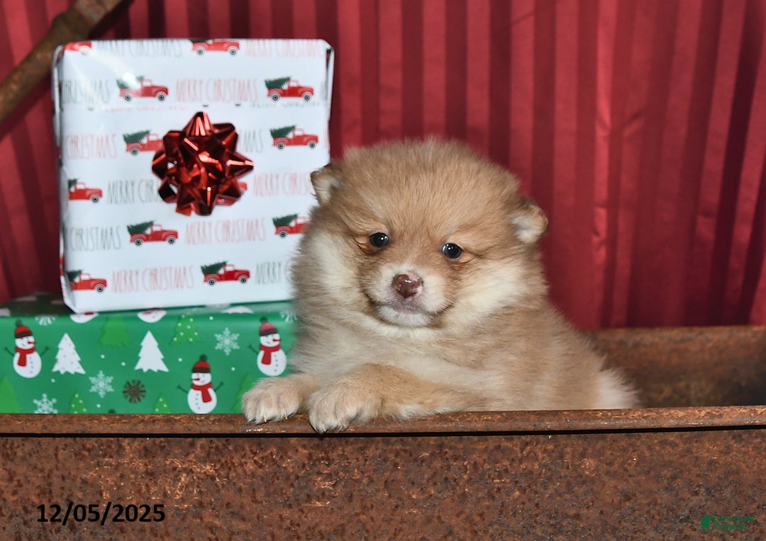 Pomeranian dogs for sale: Nick - Ad 3