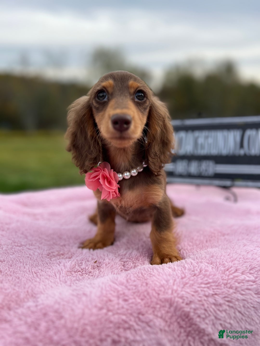 Miniature Dachshund dogs for sale: Import champion blood - Ad 26