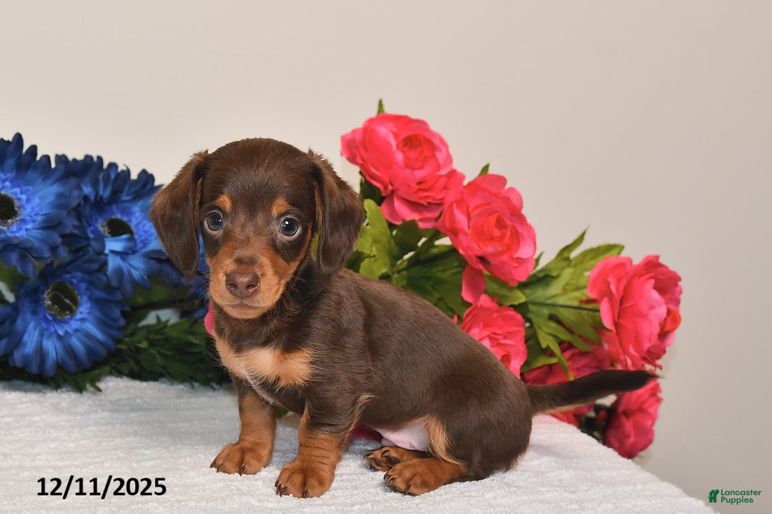 Miniature Dachshund dogs for sale: Ollie - Ad 2