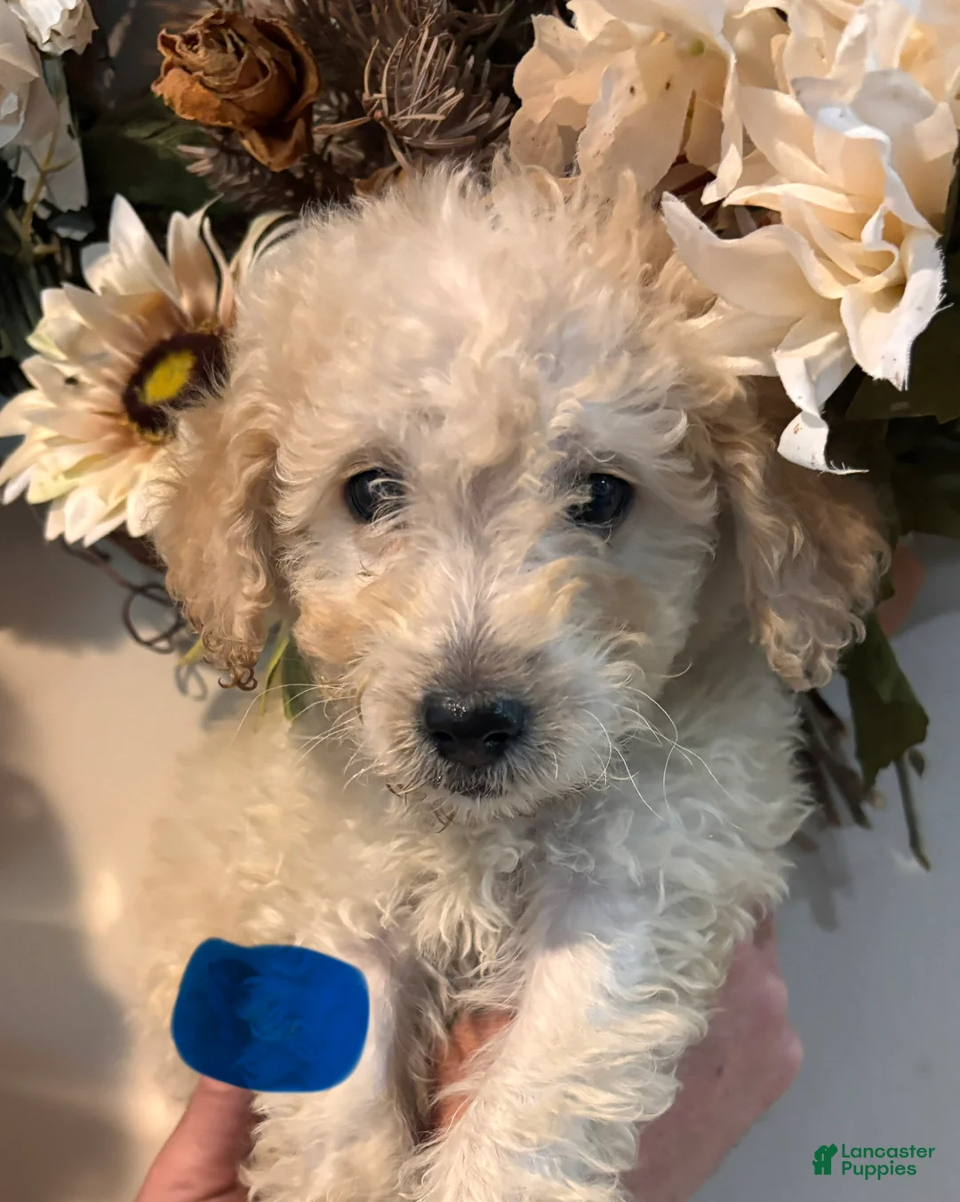 Mini Goldendoodle dogs for sale: Mini Goldendoodle 1 - Ad 1
