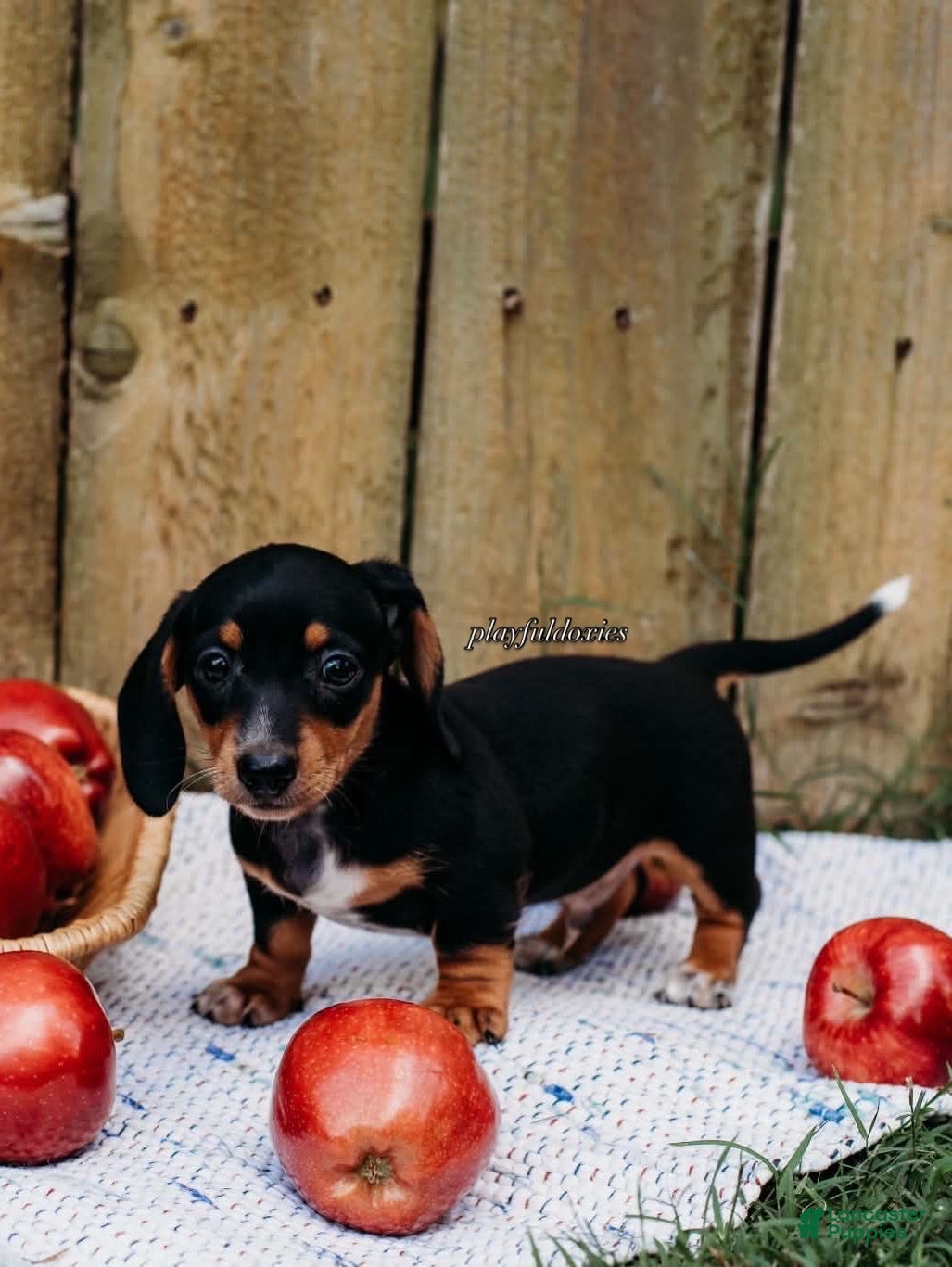 Miniature Dachshund dogs DNA Clear Black & Tan Piebald Smooth Coat Dachshund Puppy - Ad 14