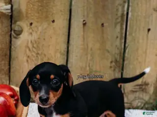 Miniature Dachshund dogs DNA Clear Black & Tan Piebald Smooth Coat Dachshund Puppy - Ad 7