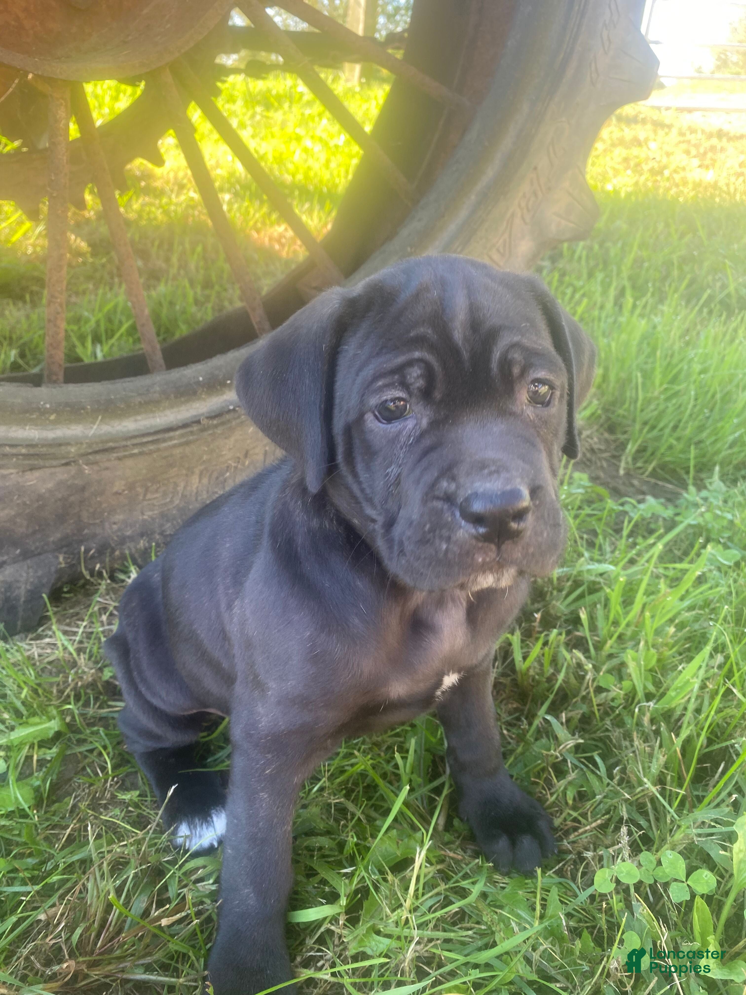 Cane Corso dogs Jana - Ad 1