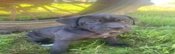 Cane Corso dogs for sale: Jana - Ad 1