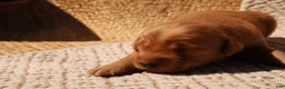 Golden Retriever dogs for sale: Daisy -AKC, Genetically Clear - Ad 73