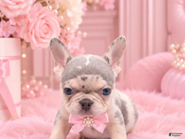 French Bulldog dogs for sale: French Bulldog 1 - Ad 2