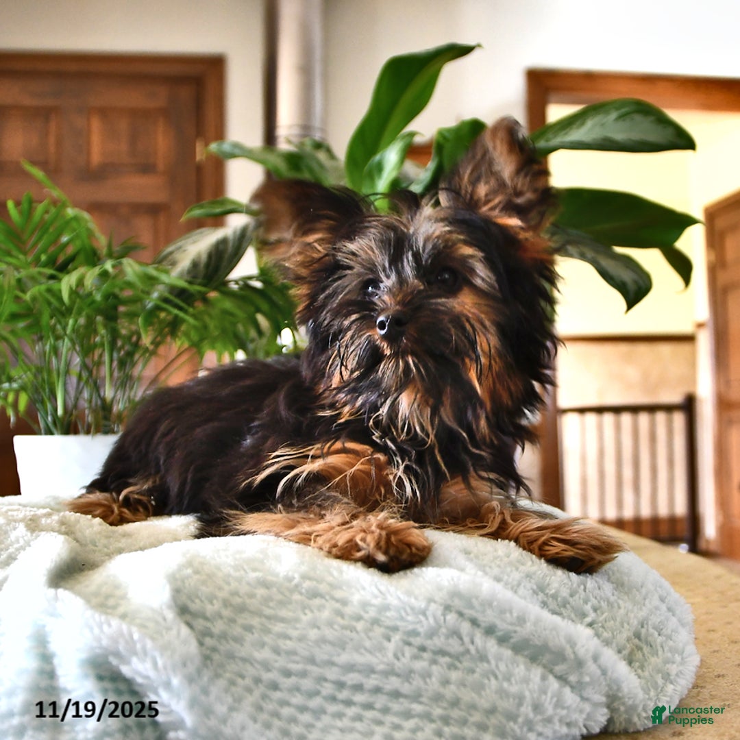 Yorkshire Terrier dogs for sale: Anthony - Ad 1