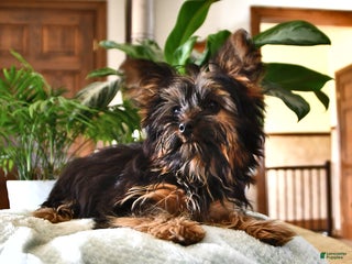 Yorkshire Terrier dogs Anthony - Ad 38