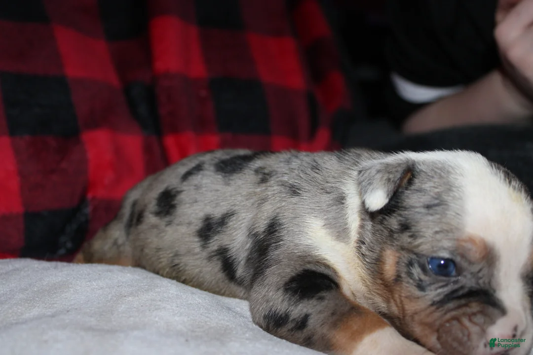 American Bully dogs for sale: Bella - Ad 5