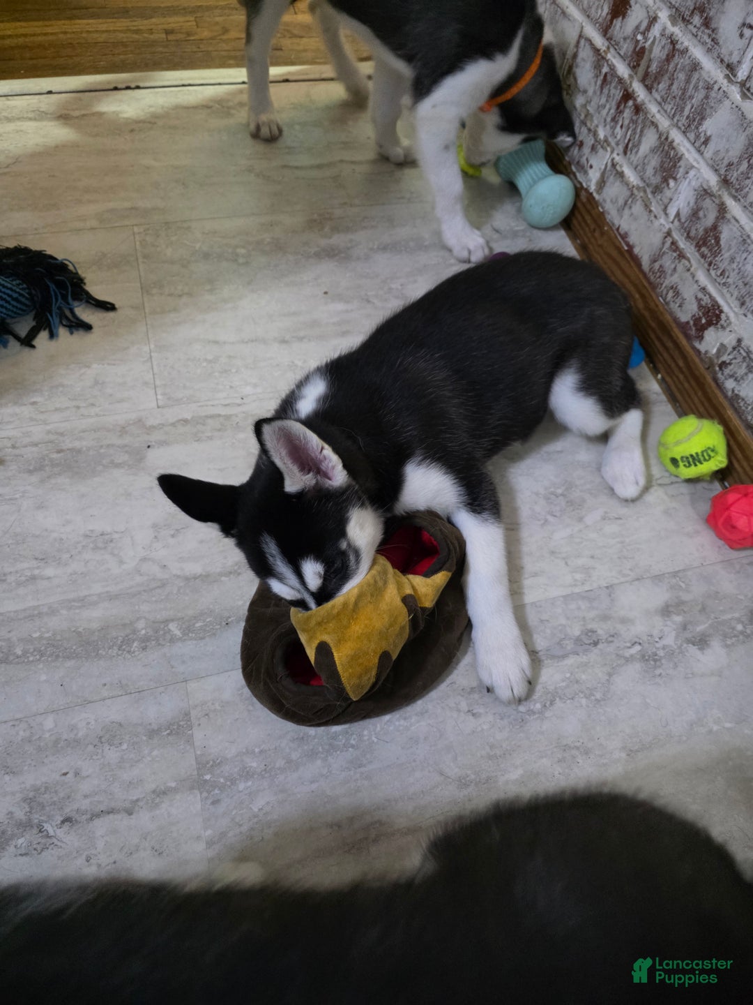 Siberian Husky dogs for sale: Daisy - Ad 9