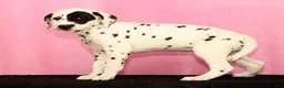 Dalmatian dogs for sale: Jane - Ad 9
