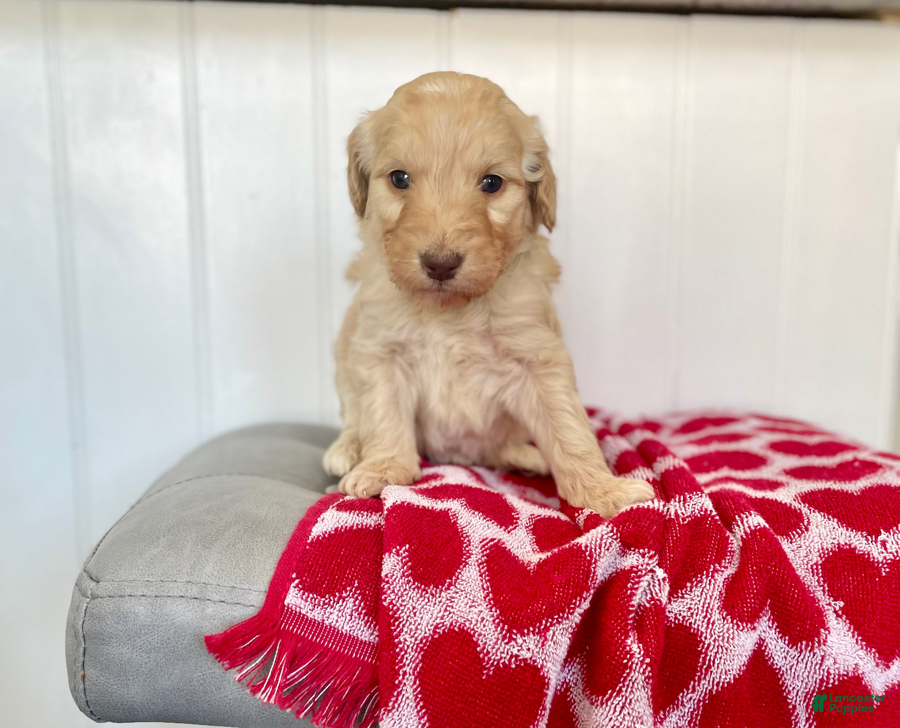 Goldendoodle dogs Mr green - Ad 17