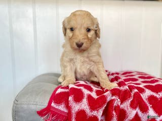 Goldendoodle dogs Mr green - Ad 19