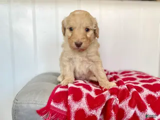 Goldendoodle dogs Mr green - Ad 17