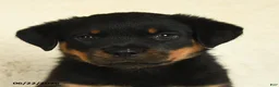 Rottweiler dogs for sale: Arya - Ad 5