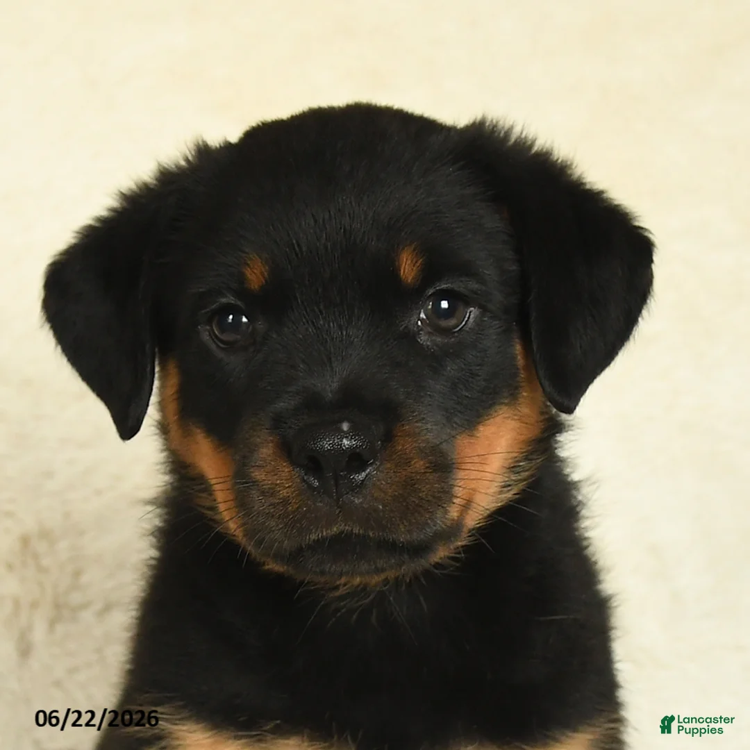Rottweiler dogs for sale: Arya - Ad 5