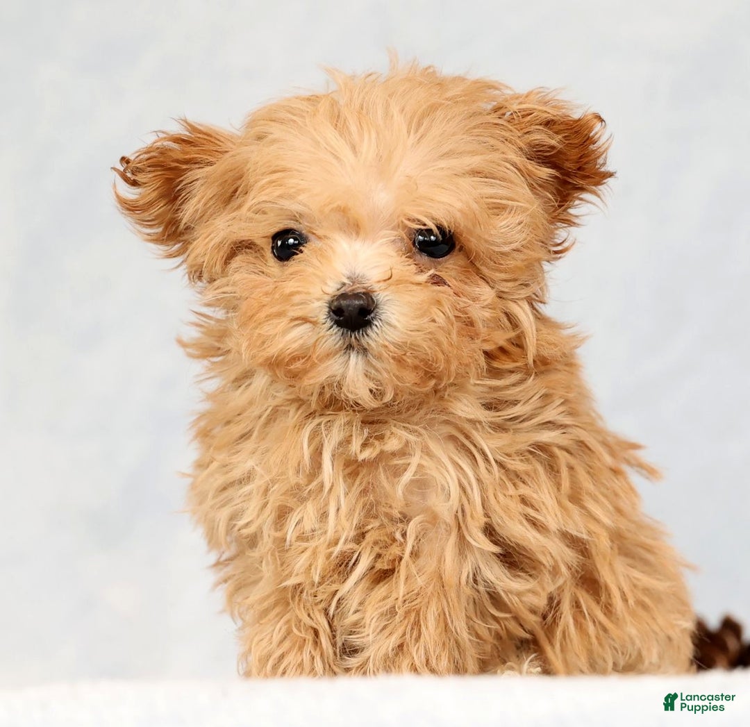 Havapoo dogs for sale: Uma - Ad 8