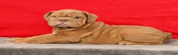 English Bulldog dogs for sale: Stuart - Ad 5