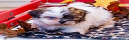 Shih Tzu dogs for sale: Lanelle - Ad 11