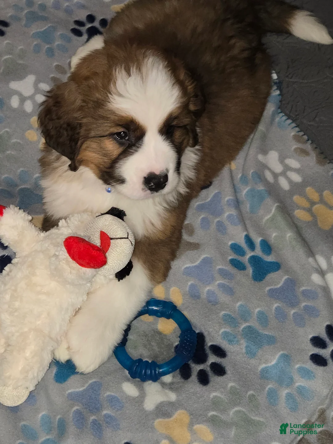 Mixed Breed dogs for sale: Zues - Ad 31