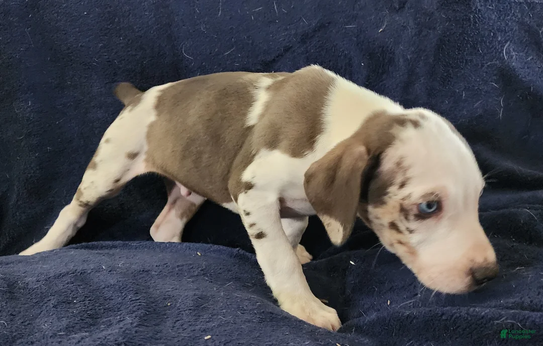 Catahoula Leopard Dog dogs for sale: Gabby F2025 M3 Catahoula puppy - Ad 24