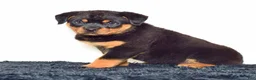 Rottweiler dogs for sale: Lola - Ad 2