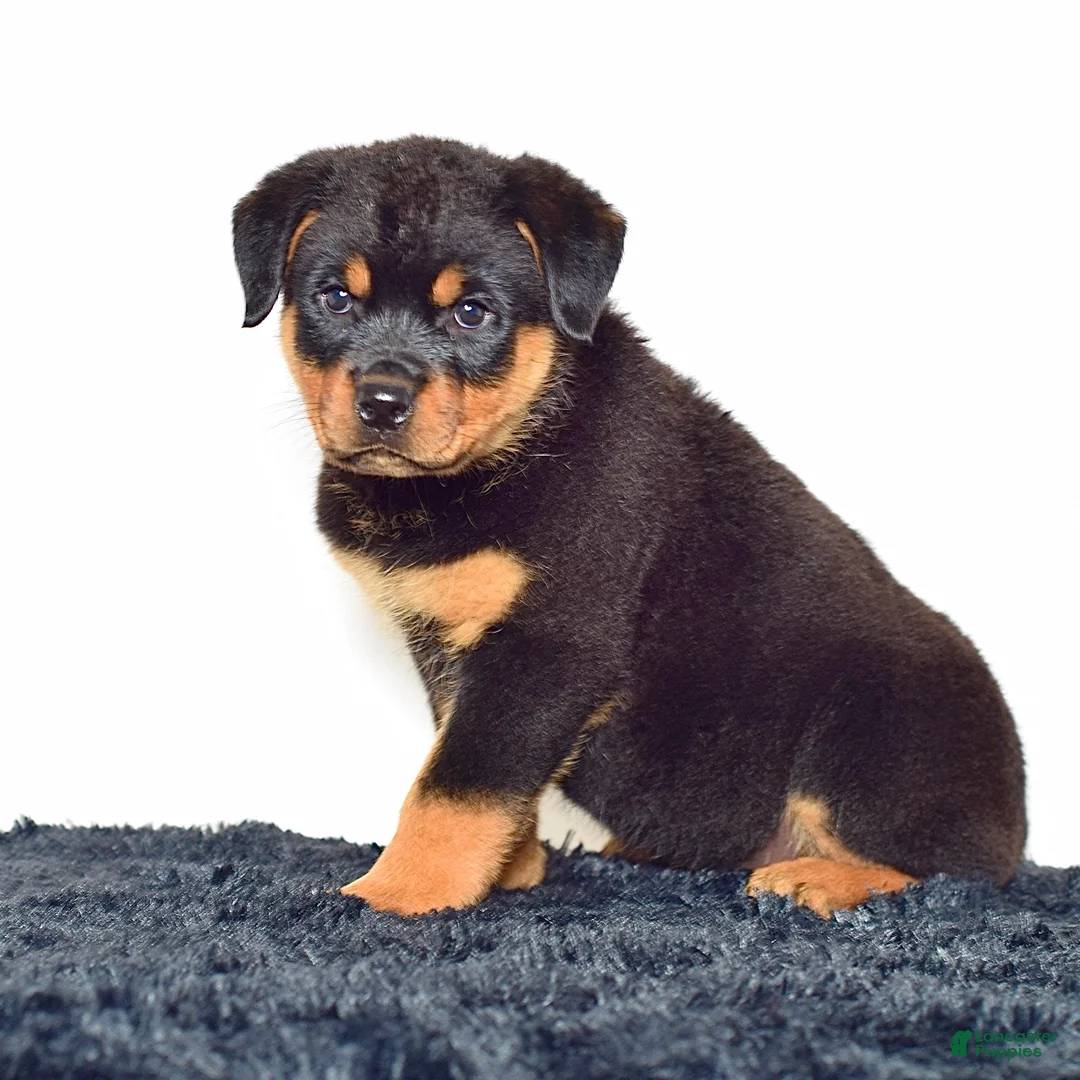 Rottweiler dogs for sale: Lola - Ad 2