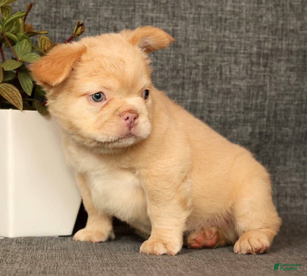 French Bulldog dogs for sale: Danny - Ad 8
