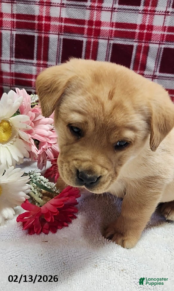 Labrador Retriever dogs Samson - Ad 9