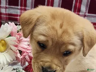 Labrador Retriever dogs Samson - Ad 9