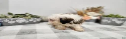 Teddy Bear dogs for sale: Curtis - Ad 14