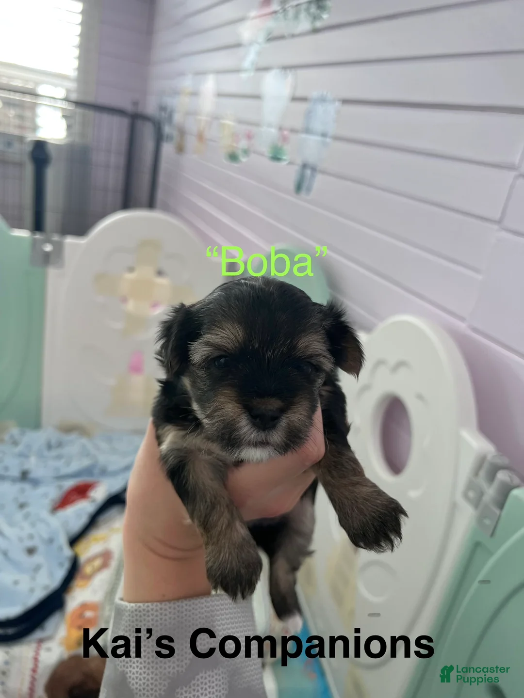 Morkie dogs for sale: Boba - Ad 1