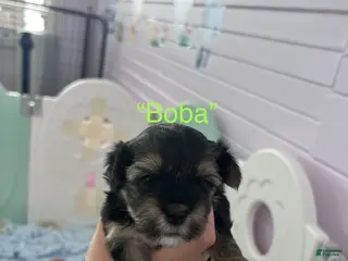 Morkie dogs Boba - Ad 33