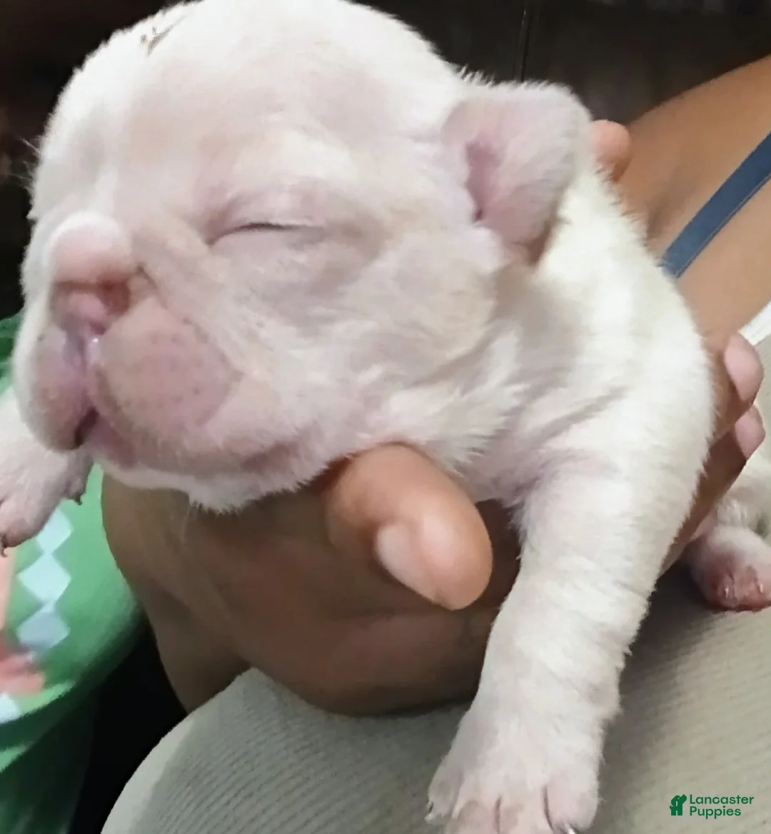 French Bulldog dogs for sale: French Bulldog 1 - Ad 2