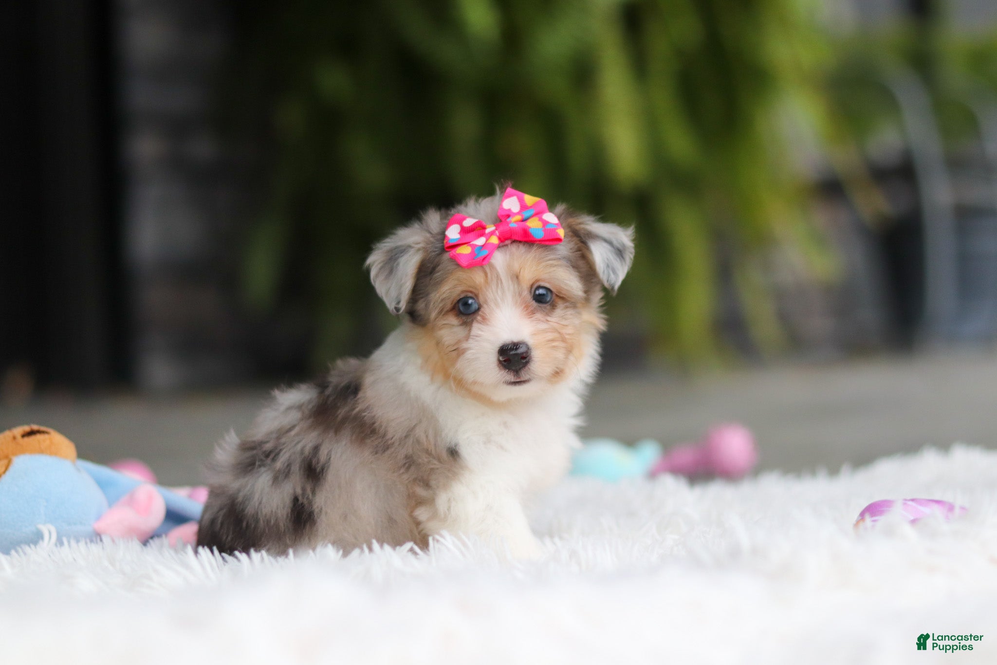 Mixed Breed dogs Millie - Ad 2