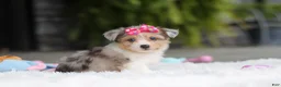 Mixed Breed dogs for sale: Millie - Ad 2