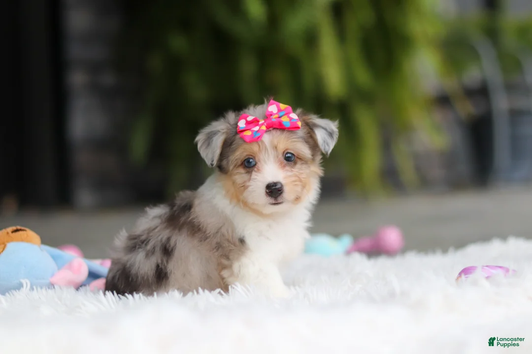 Mixed Breed dogs for sale: Millie - Ad 2