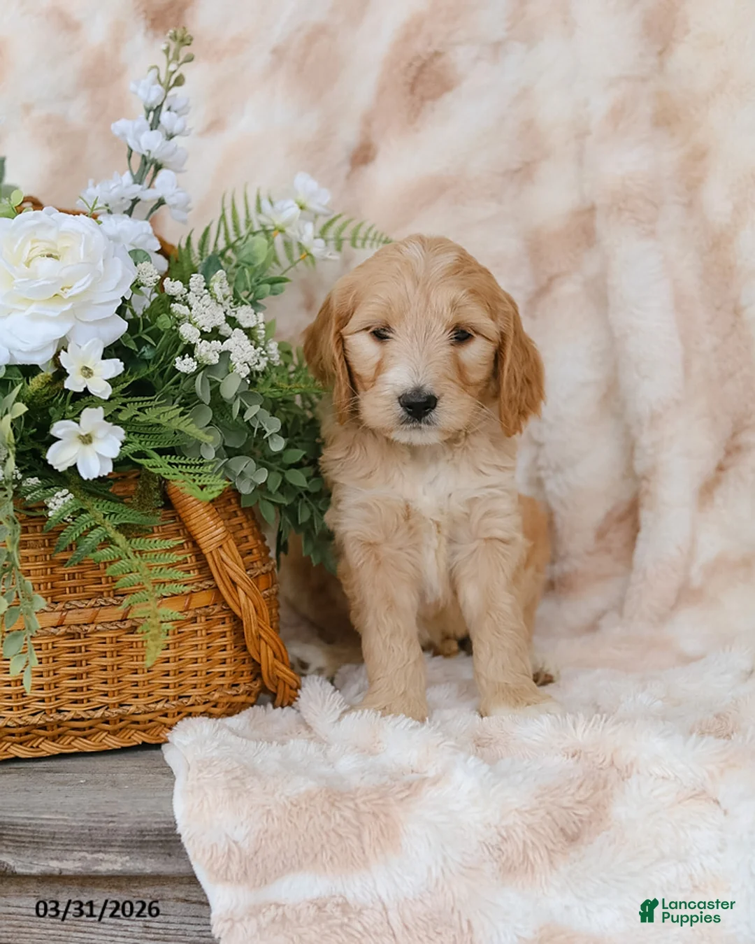 Goldendoodle dogs for sale: Gracie - Ad 1