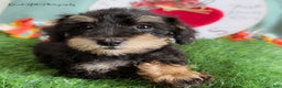 Schnoodle dogs for sale: Isaiah - Ad 30