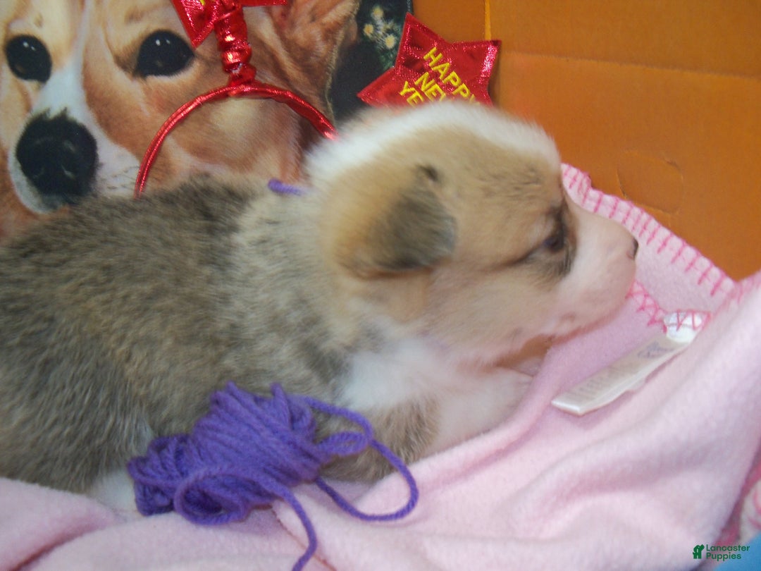 Welsh Corgi Pembroke dogs for sale: Roxy - Ad 3