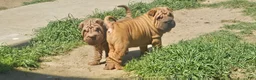 Shar Pei dogs for sale: Shar Pei Puppy 3 - Ad 3