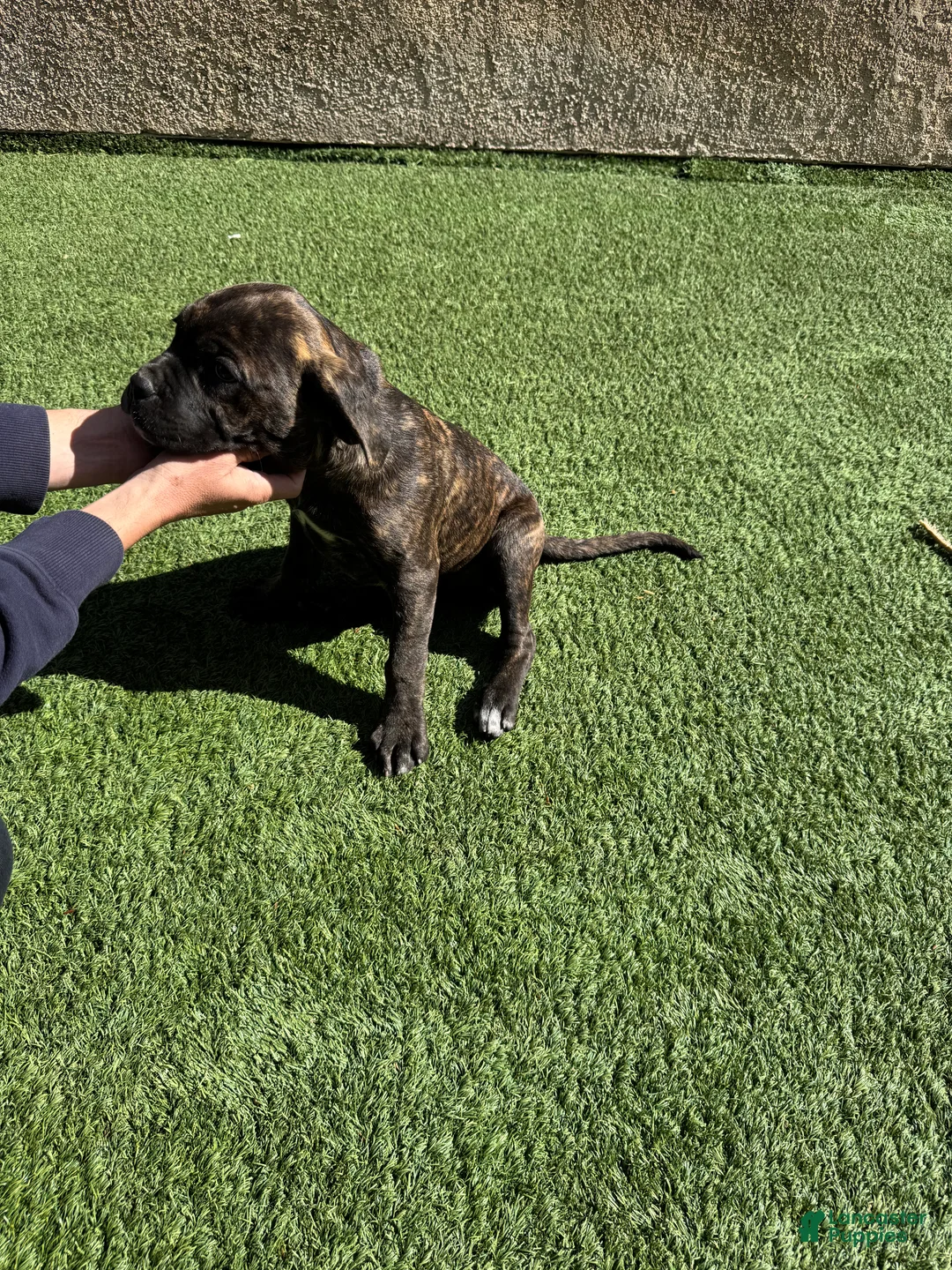 Cane Corso dogs for sale: Cane Corso Puppy 1 - Ad 3