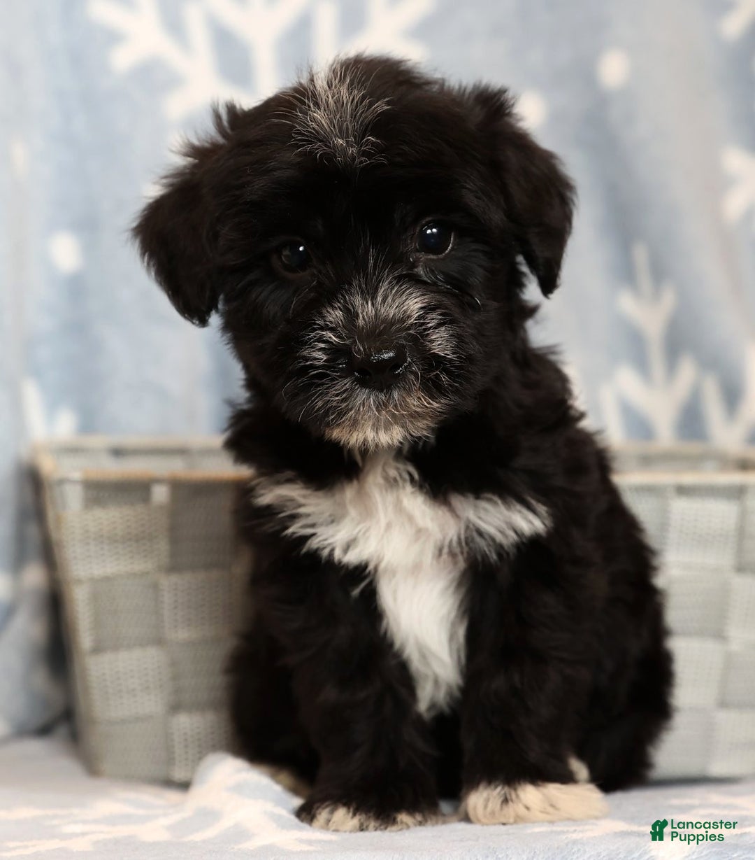 Yochon dogs for sale: Rover - Ad 3